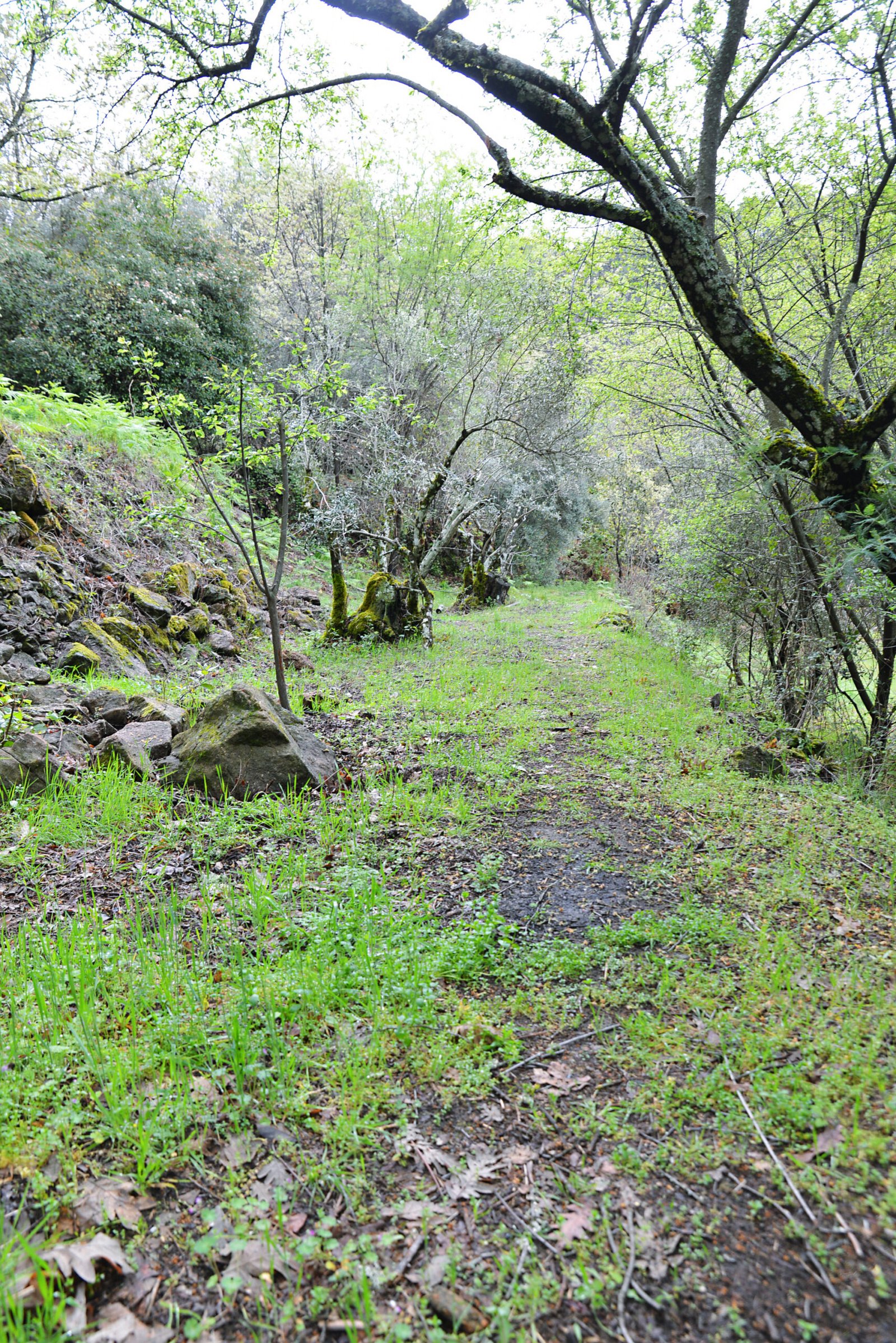 Vegetación de la finca